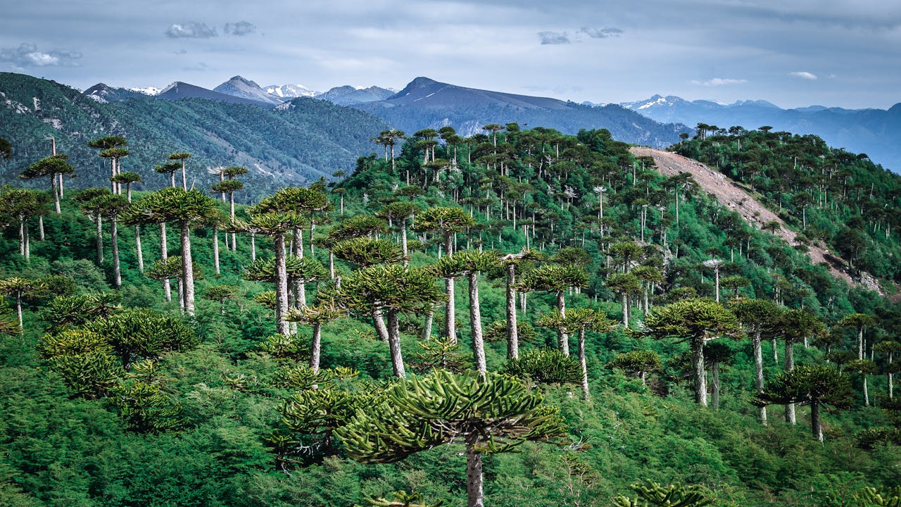 Discover the breathtaking Araucaria forest landscape in the Andes mountains of Melipeuco, Chile.