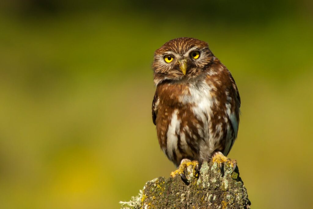 Close-up of an Austral Pygmy Owl perched in Temuco, showcasing its alert expression.